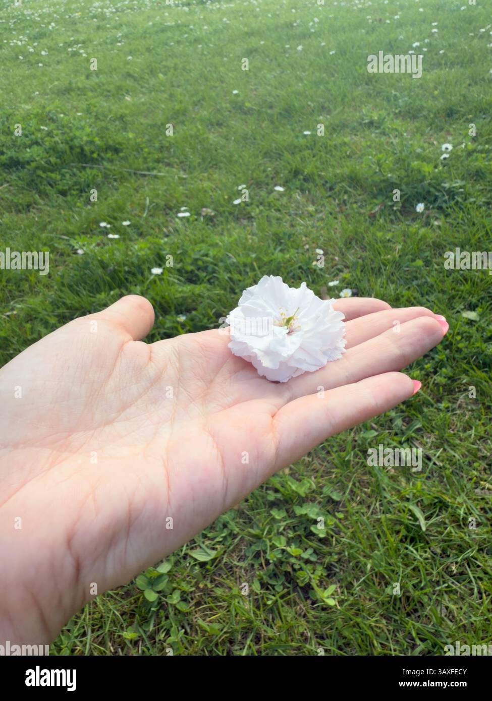 Hand holding delicate white flower against green grass background, capturing natural elegance and freshness. Ideal for botanical themes, floral design - Smartphone Captured Stock Image