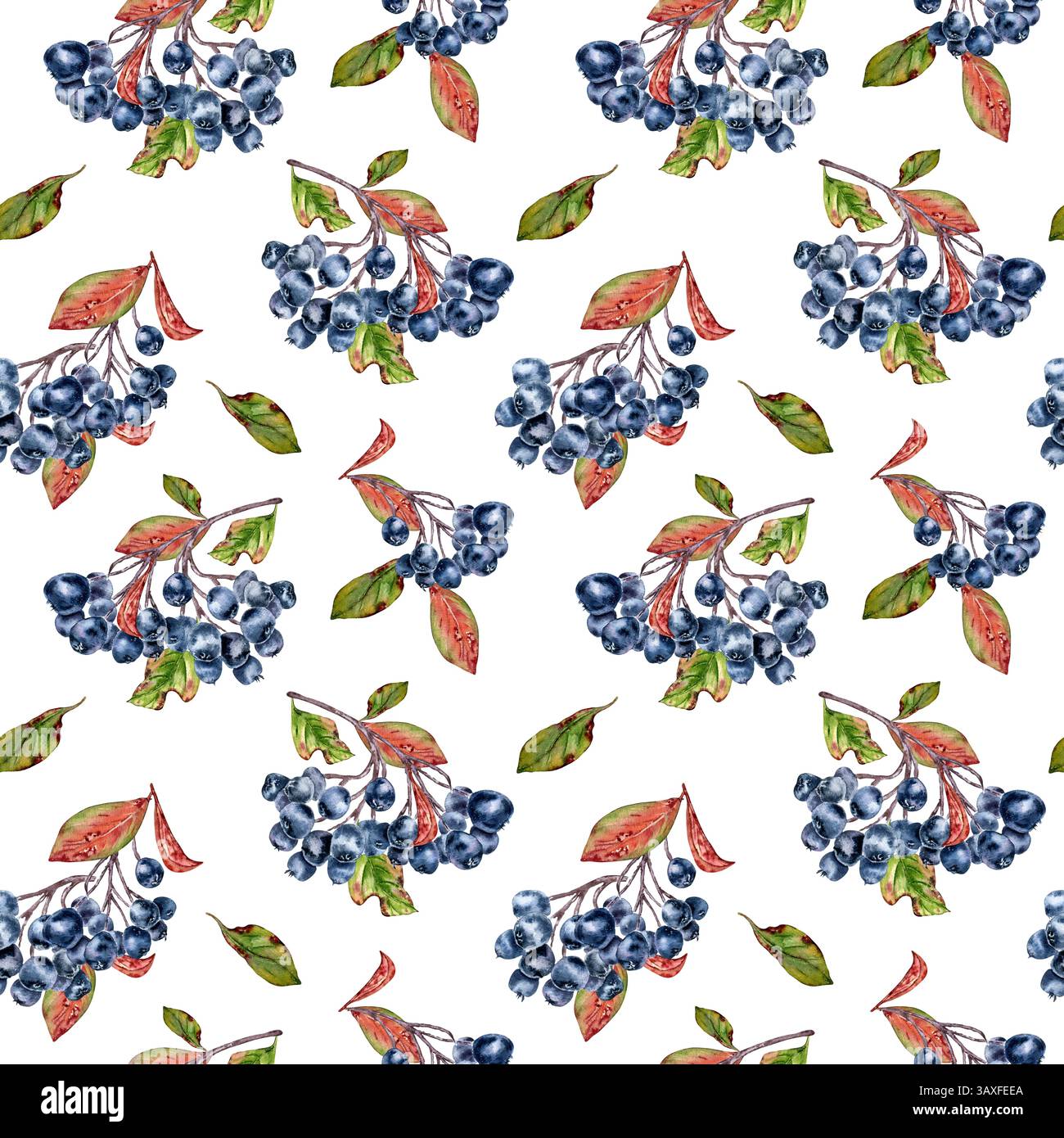 Chokeberry hand painted seamless pattern of dark aronia berries on ...
