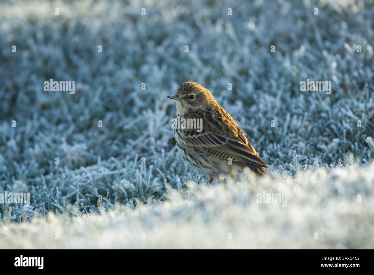 Meadow pipit (Anthus pratensis) adult on frosted grass in warm morning light in the North York Moors National Park - Stock Image