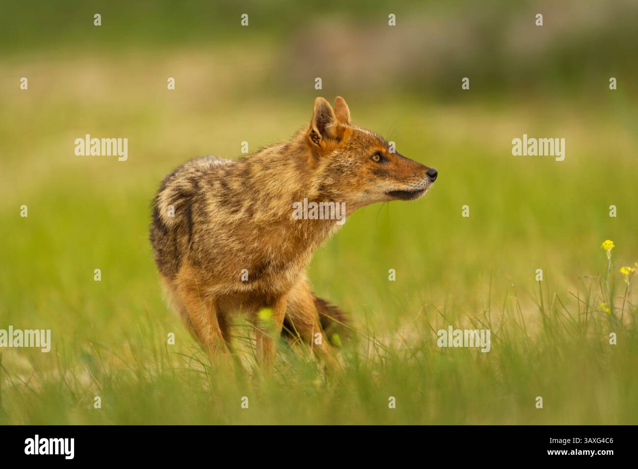 European jackal (Canis aureus moreoticus) among grasses, showing a well fed tic infestation behind its right ear - Stock Image
