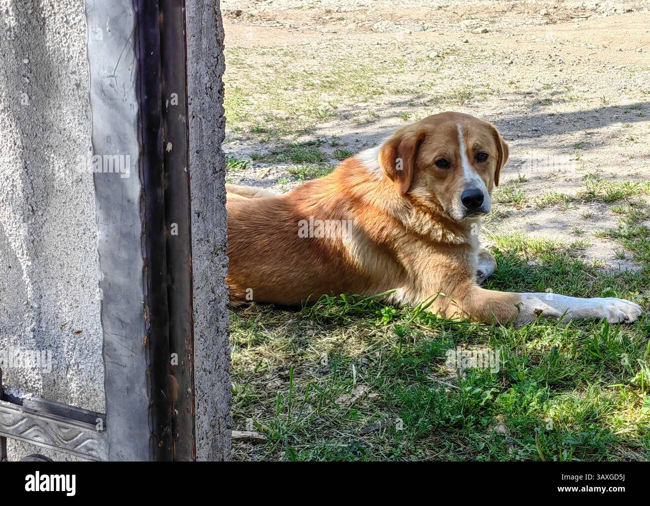 Friendly Neighbor: Portrait of an Austrian Pinscher. Resting under the shade. Stock Photo