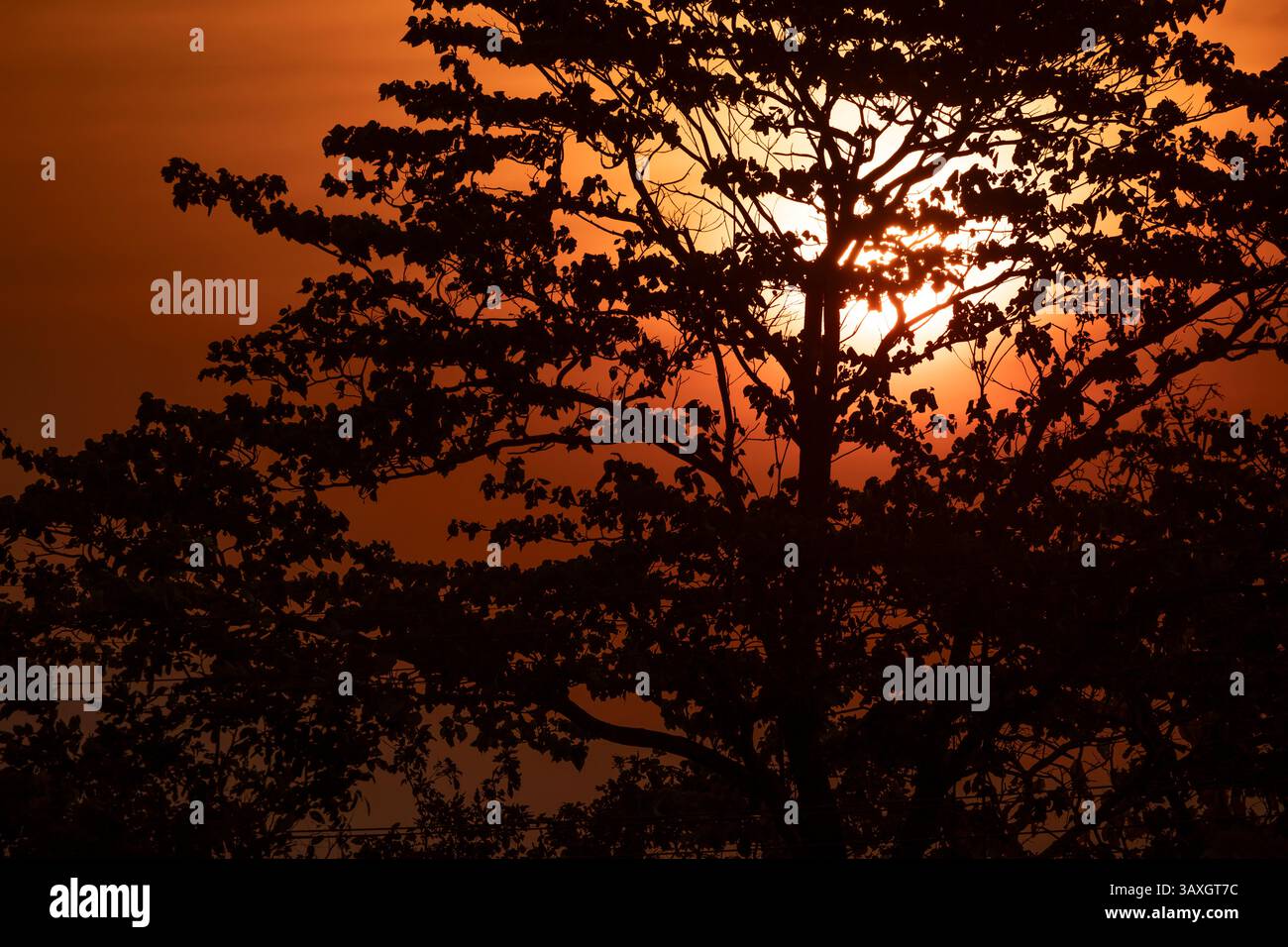 Sunset light, filtering through the branches of a tree silhouette, in ...