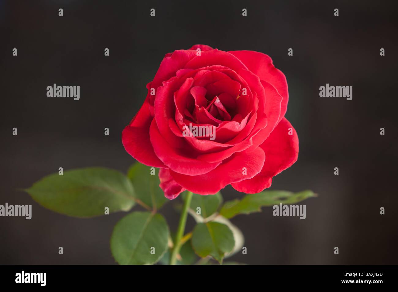 Single Red Rose isolated on black 16609 Stock Photo