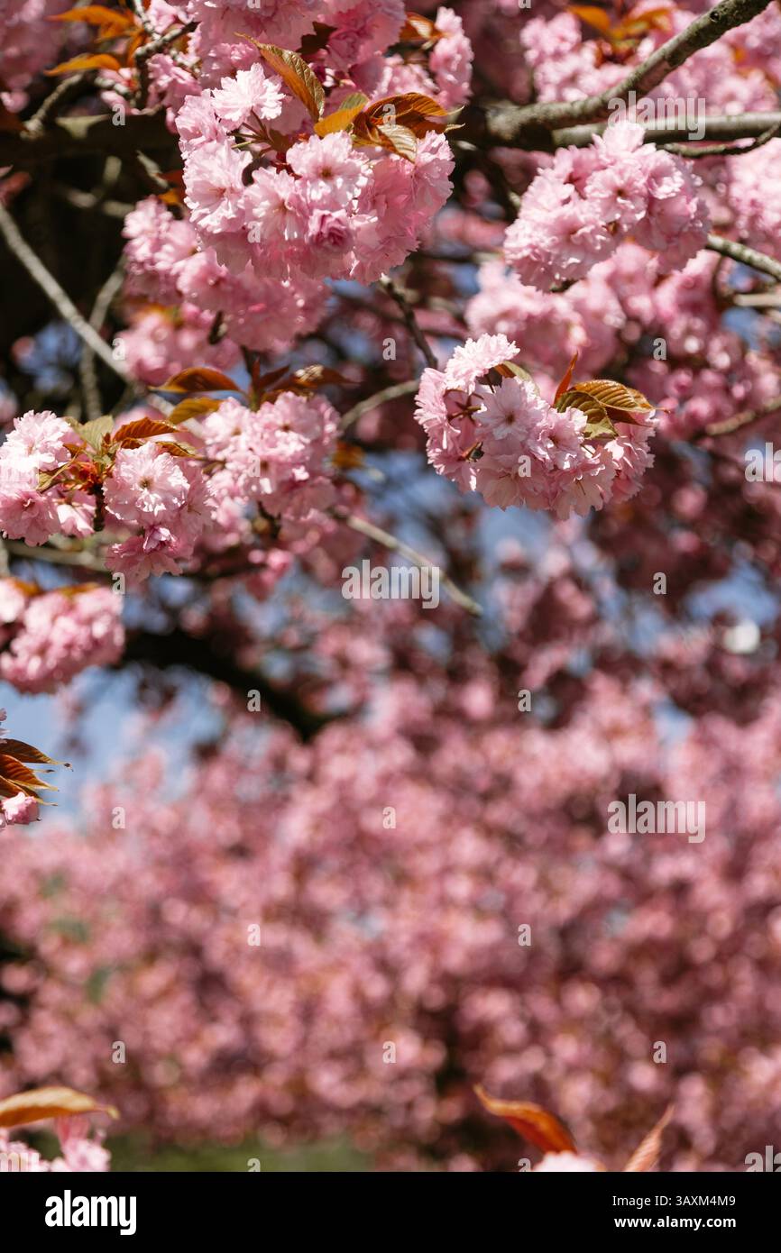 Pink cherry blossom flowers bloom in vibrant clusters against a soft ...