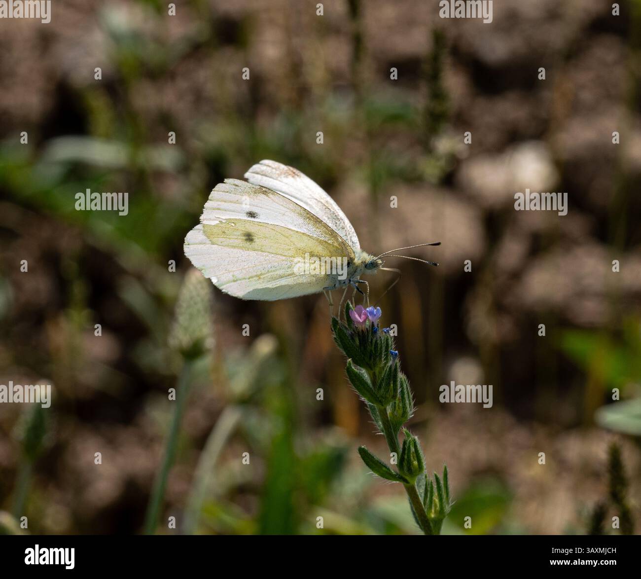The image shows a Pieris rapae butterfly resting on a flower with a ...