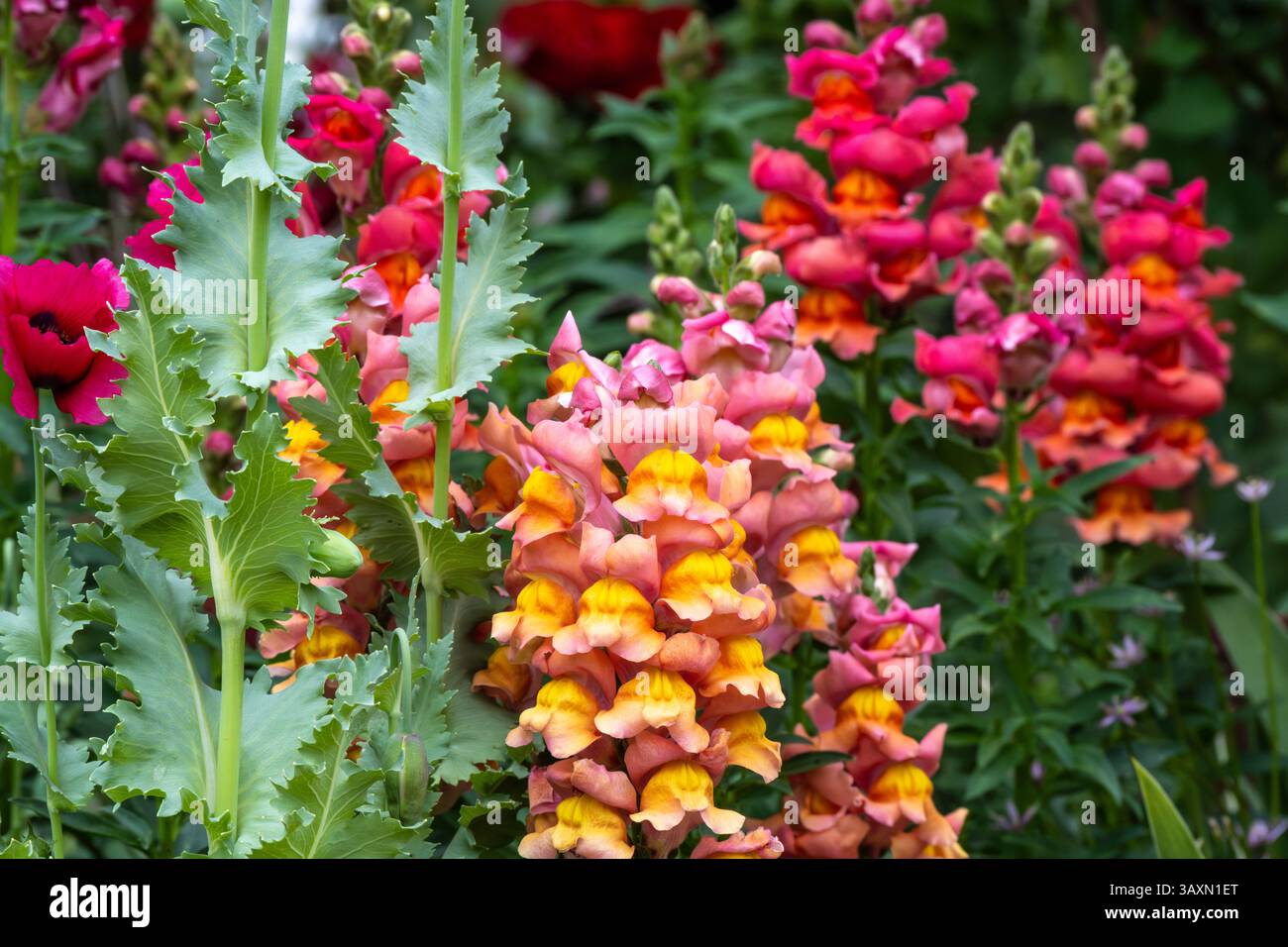 Colorful snapdragons (Antirrhinum majus) at the Atlanta Botanical Garden in Midtown Atlanta, Georgia. (USA) Stock Photo