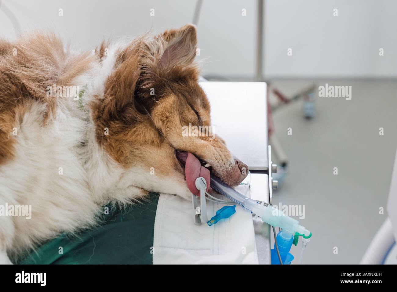 Vet surgeon and anesthetist prepare a dog on the operating table for a ...