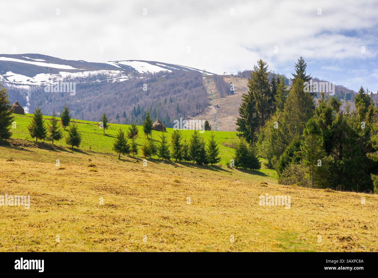 mountainous countryside of ukraine in spring. fir woods on the grassy hills. distant alpine tops of borzhava ridge in snow. sunny day in transcarpathi Stock Photo