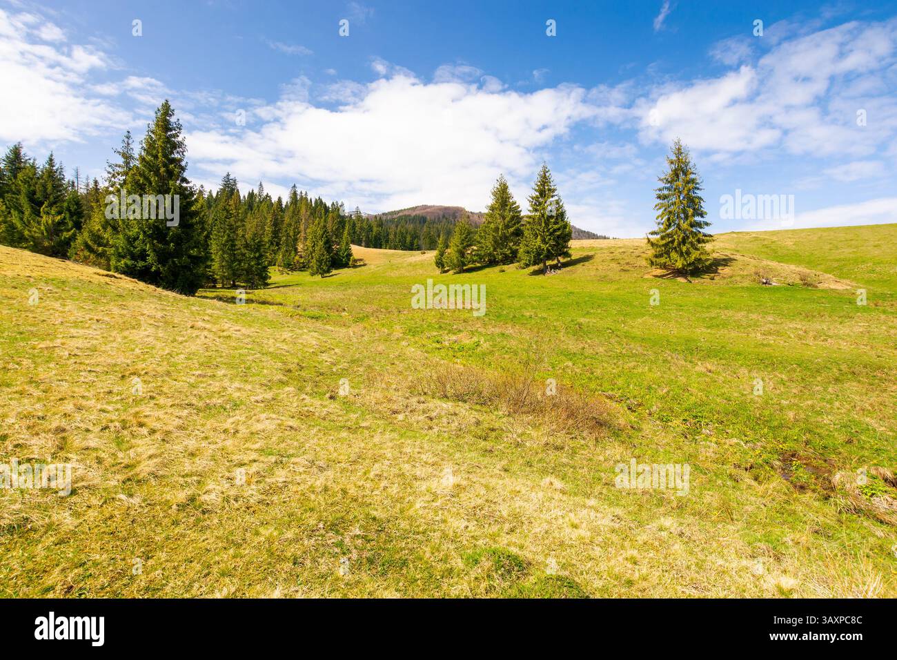 mountainous countryside of ukraine in spring. fir woods on the grassy hills. distant alpine tops of borzhava ridge in snow. sunny day in transcarpathi Stock Photo
