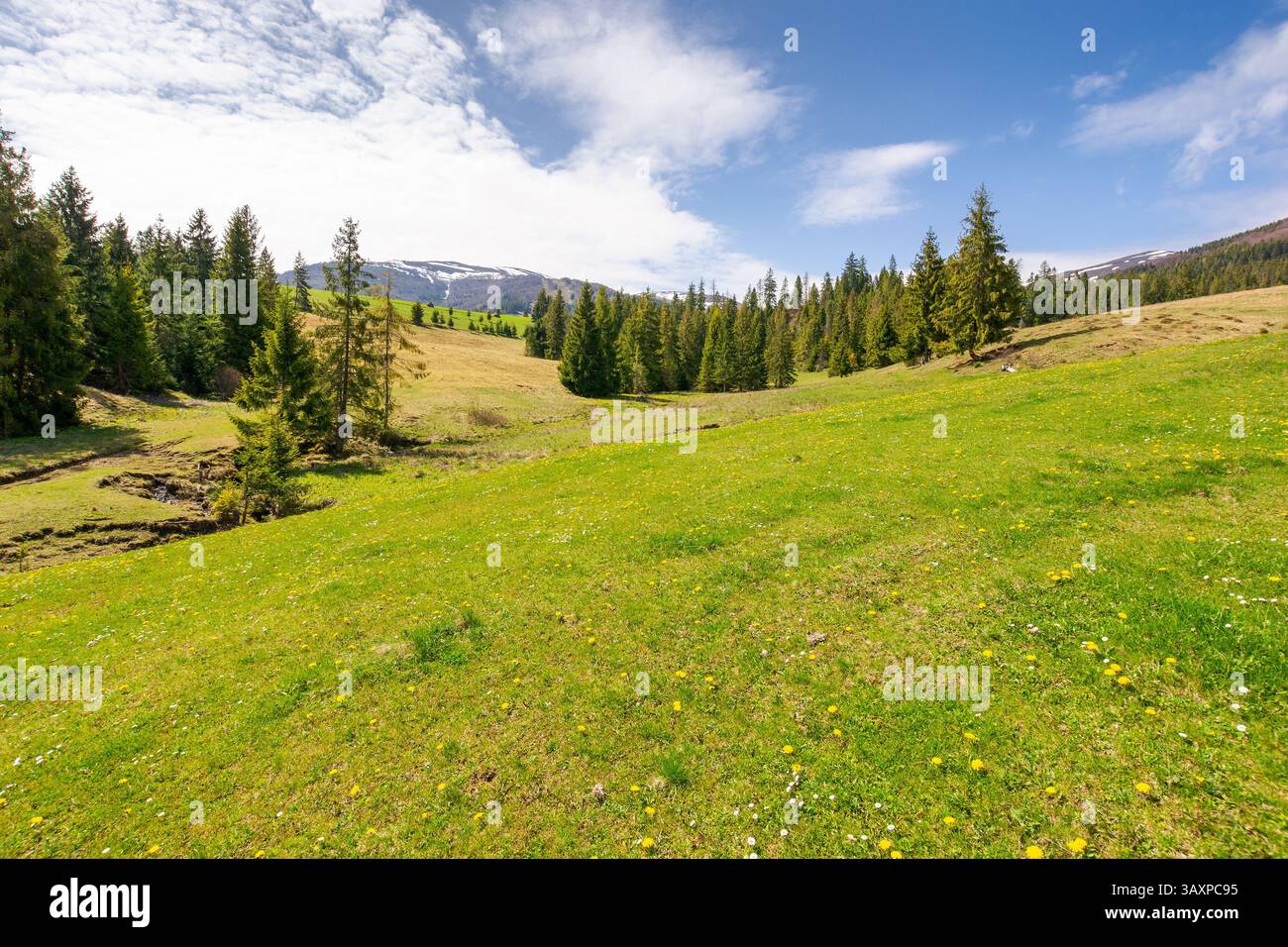 mountainous countryside of ukraine in spring. fir woods on the grassy hills. distant alpine tops of borzhava ridge in snow. sunny day in transcarpathi Stock Photo