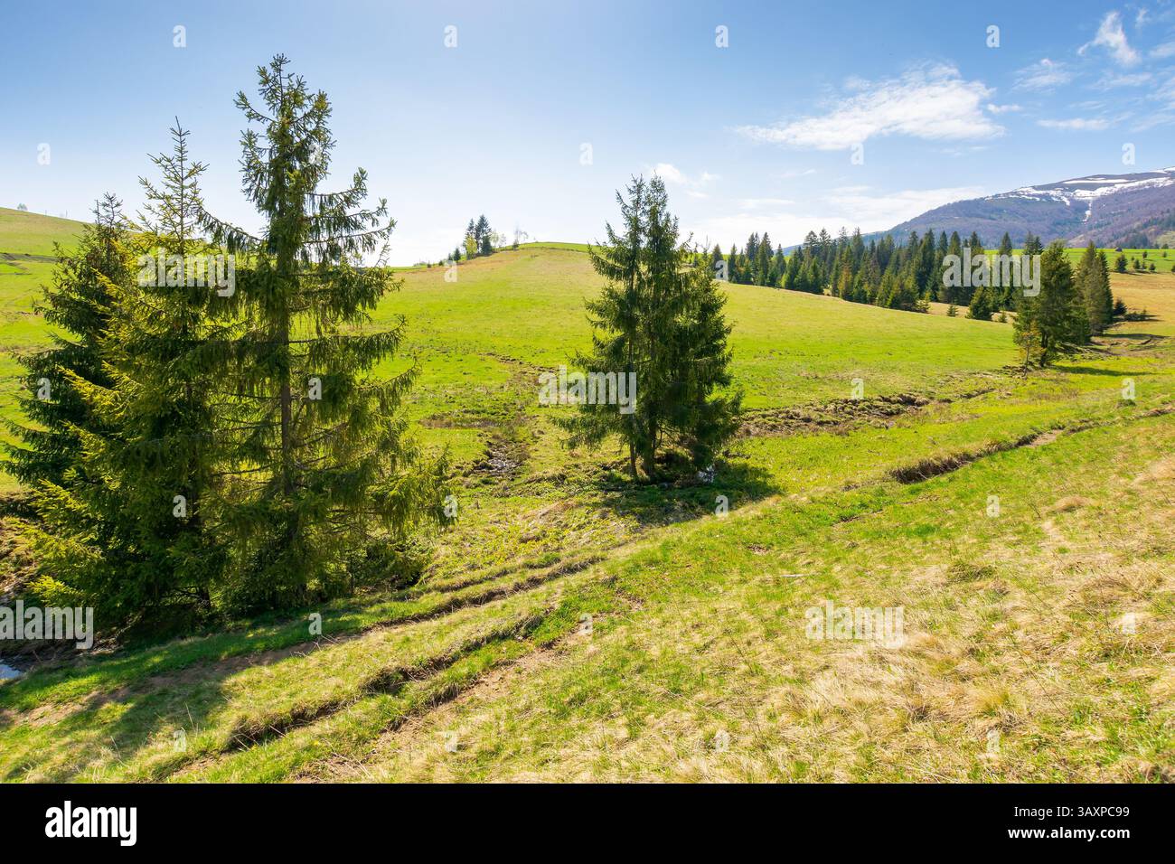 mountainous countryside landscape in spring. snow caapped ridge in the distance. sunny morning with blue sky and fluffy clouds. green pasture and coni Stock Photo