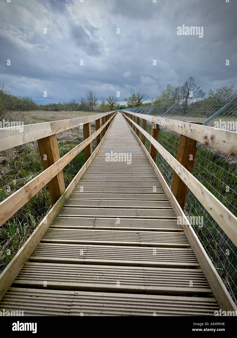 A wooden boardwalk stretches out across the old riverbed nature reserve, in which beavers have been reintroduced. - Smartphone Captured Stock Image