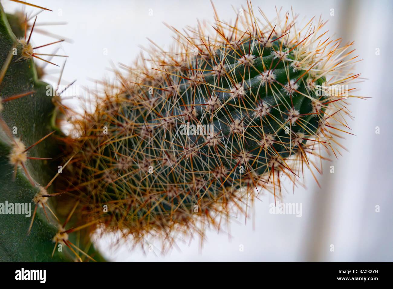 A detailed look at a cactus featuring numerous sharp spines. The green ...