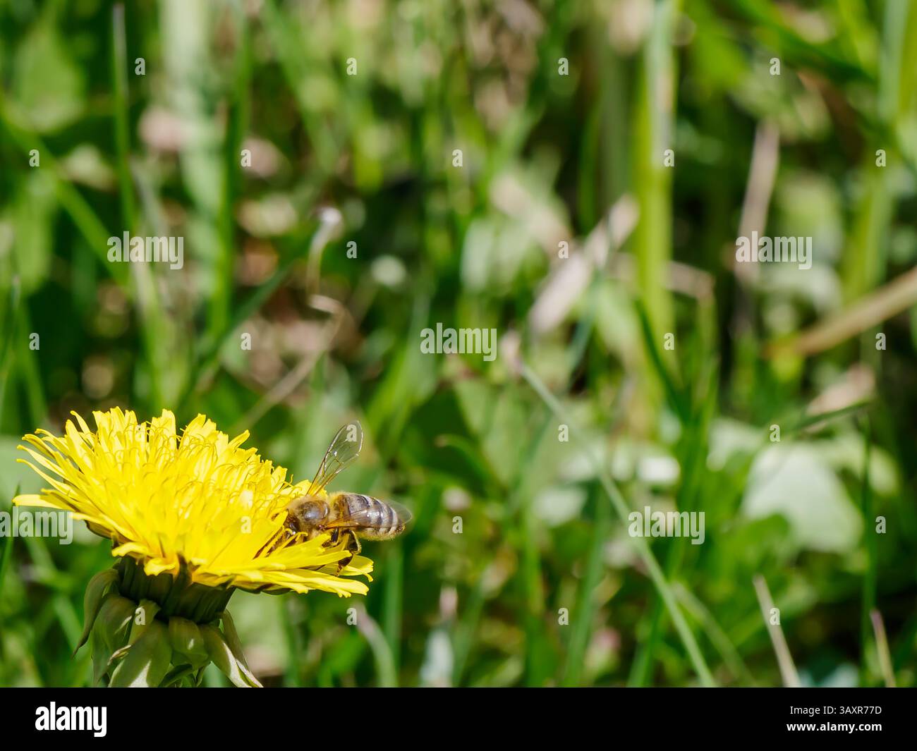 A bee gathers nectar from a vibrant yellow dandelion in a lush green meadow, showcasing the beauty of nature and the important role of pollinators in Stock Photo