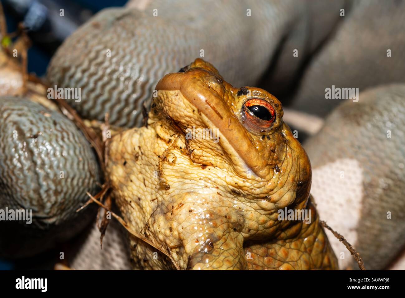 Common toad (Bufo bufo) saved on a toad migration path (crapaudrome), part of a spring wildlife rescue during amphibian crossing season. Stock Photo