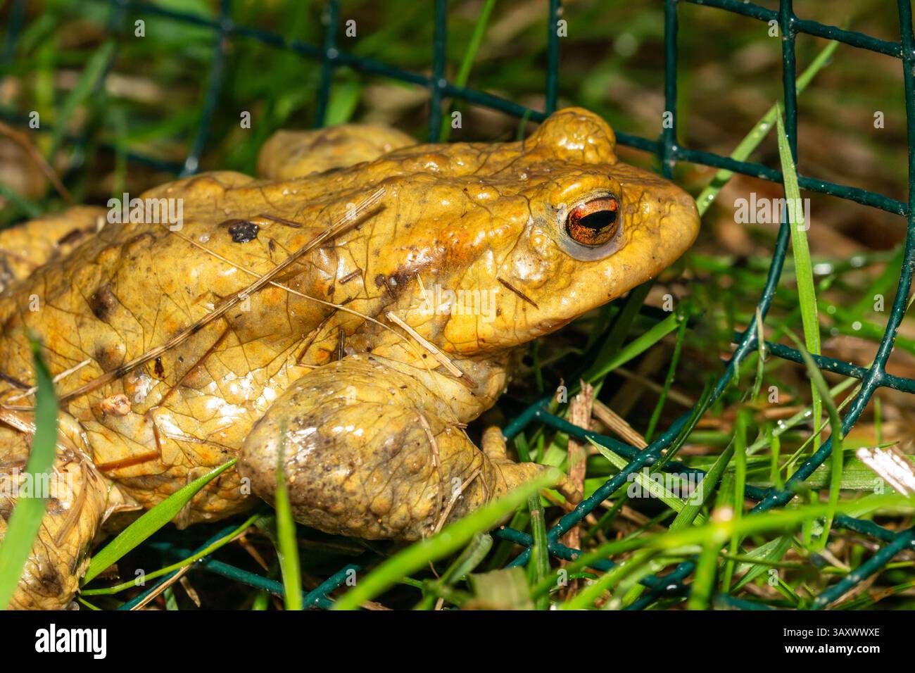Common toad (Bufo bufo) saved on a toad migration path (crapaudrome), part of a spring wildlife rescue during amphibian crossing season. Stock Photo