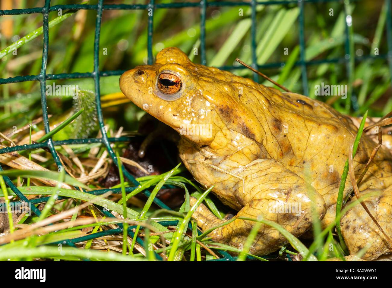 Common toad (Bufo bufo) saved on a toad migration path (crapaudrome), part of a spring wildlife rescue during amphibian crossing season. Stock Photo