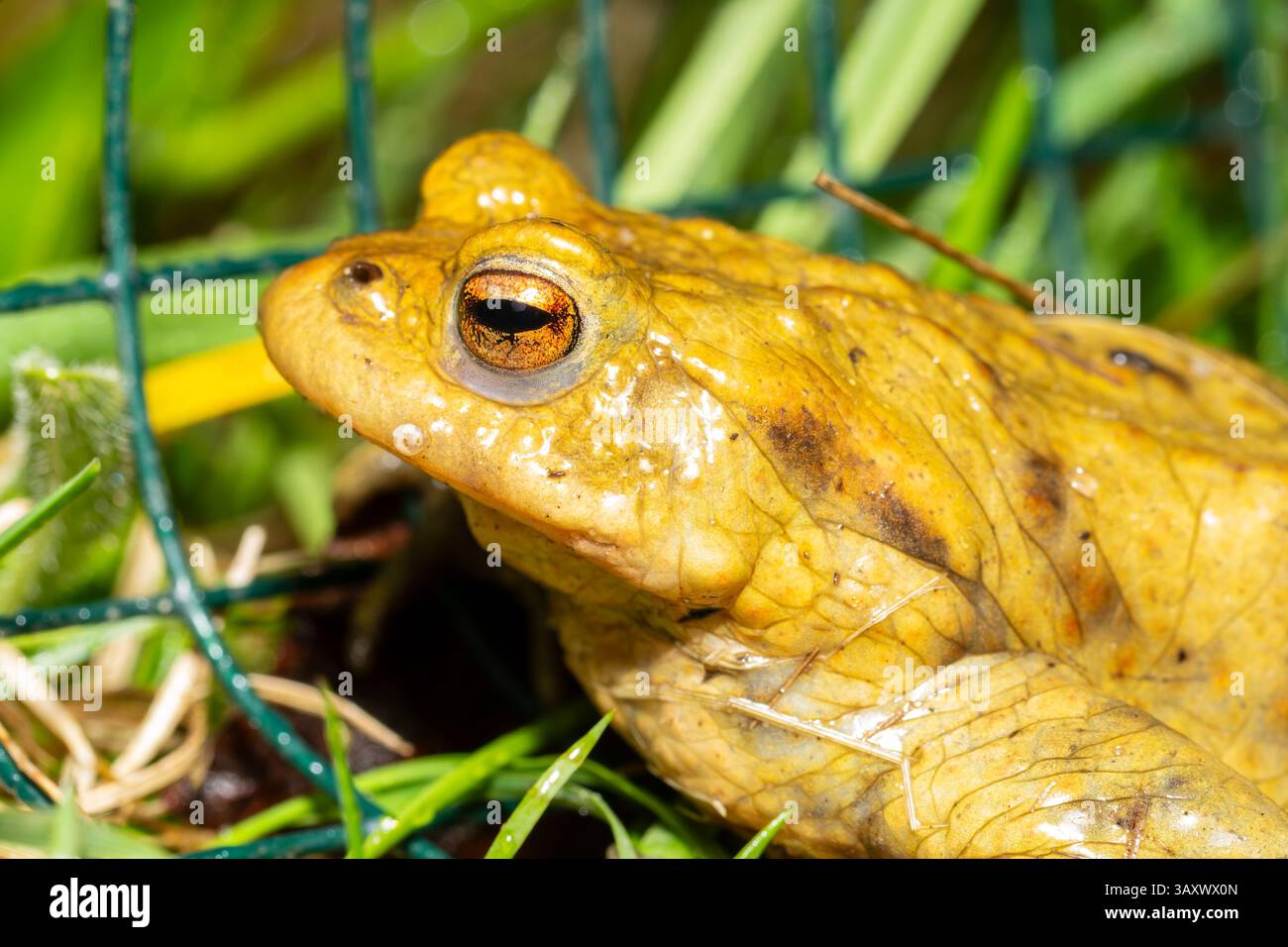 Common toad (Bufo bufo) saved on a toad migration path (crapaudrome), part of a spring wildlife rescue during amphibian crossing season. Stock Photo
