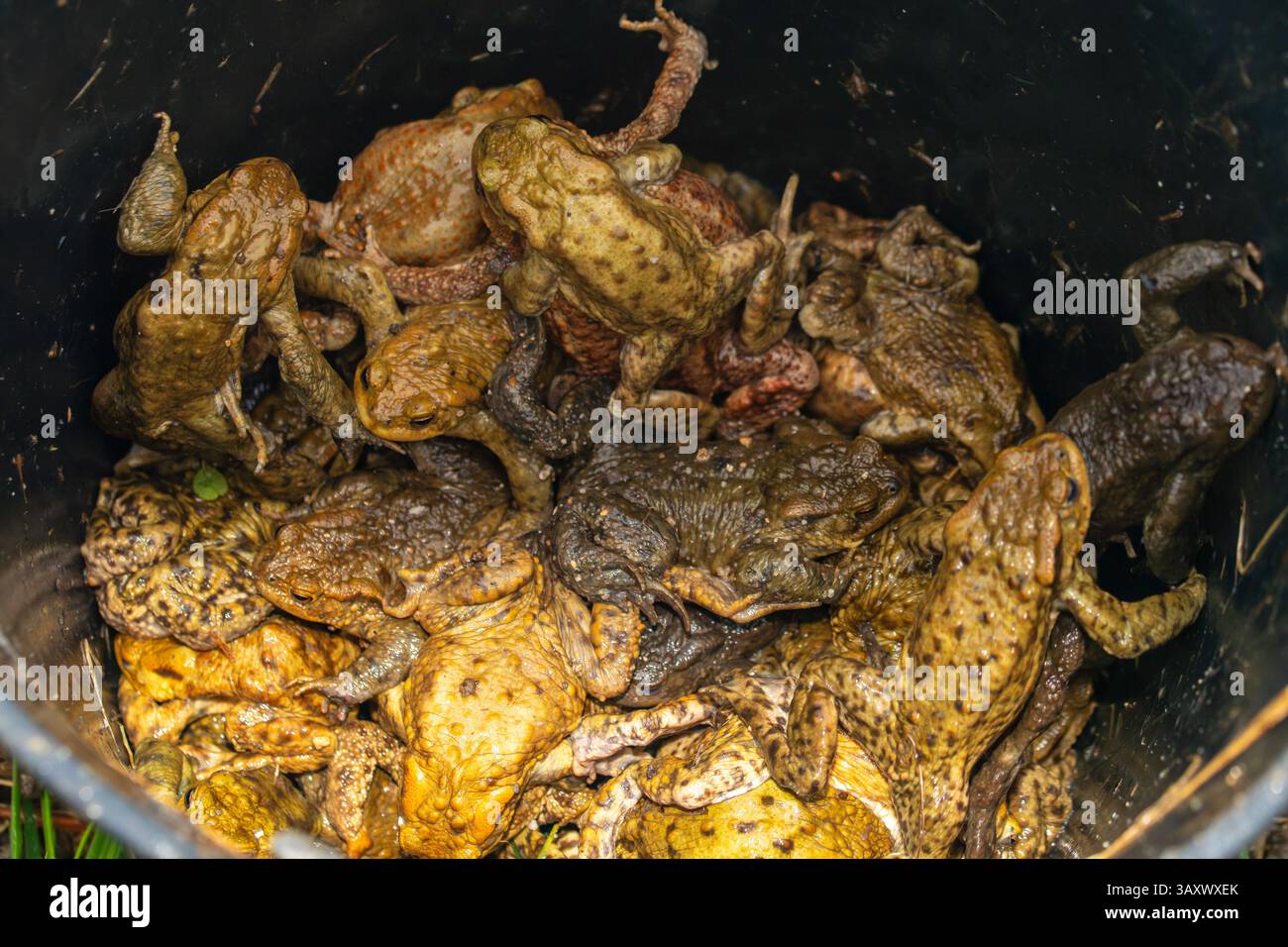 Common toad (Bufo bufo) saved on a toad migration path (crapaudrome), part of a spring wildlife rescue during amphibian crossing season. Stock Photo