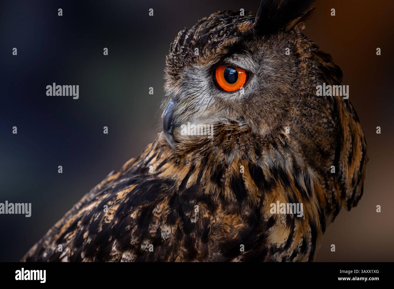European Eagle Owl, Bubo bubo, Cantabria, Spain Stock Photo