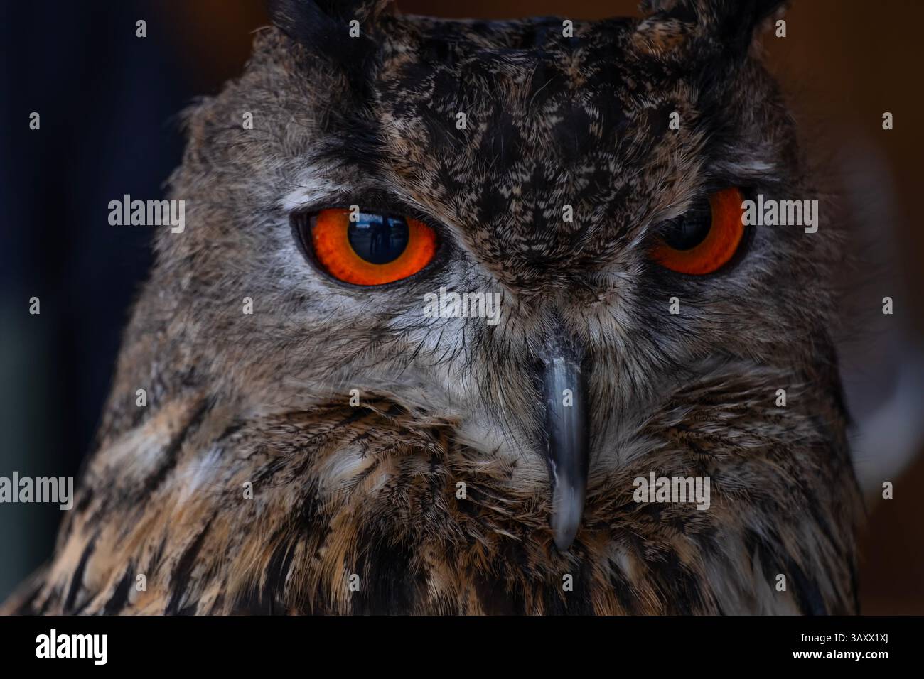 European Eagle Owl, Bubo bubo, Cantabria, Spain Stock Photo