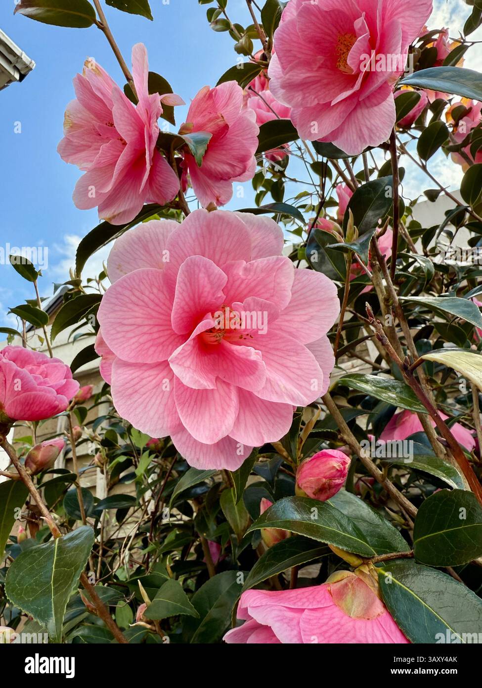 Large pink camelia flowers close-up in a garden. - Smartphone Captured Stock Image