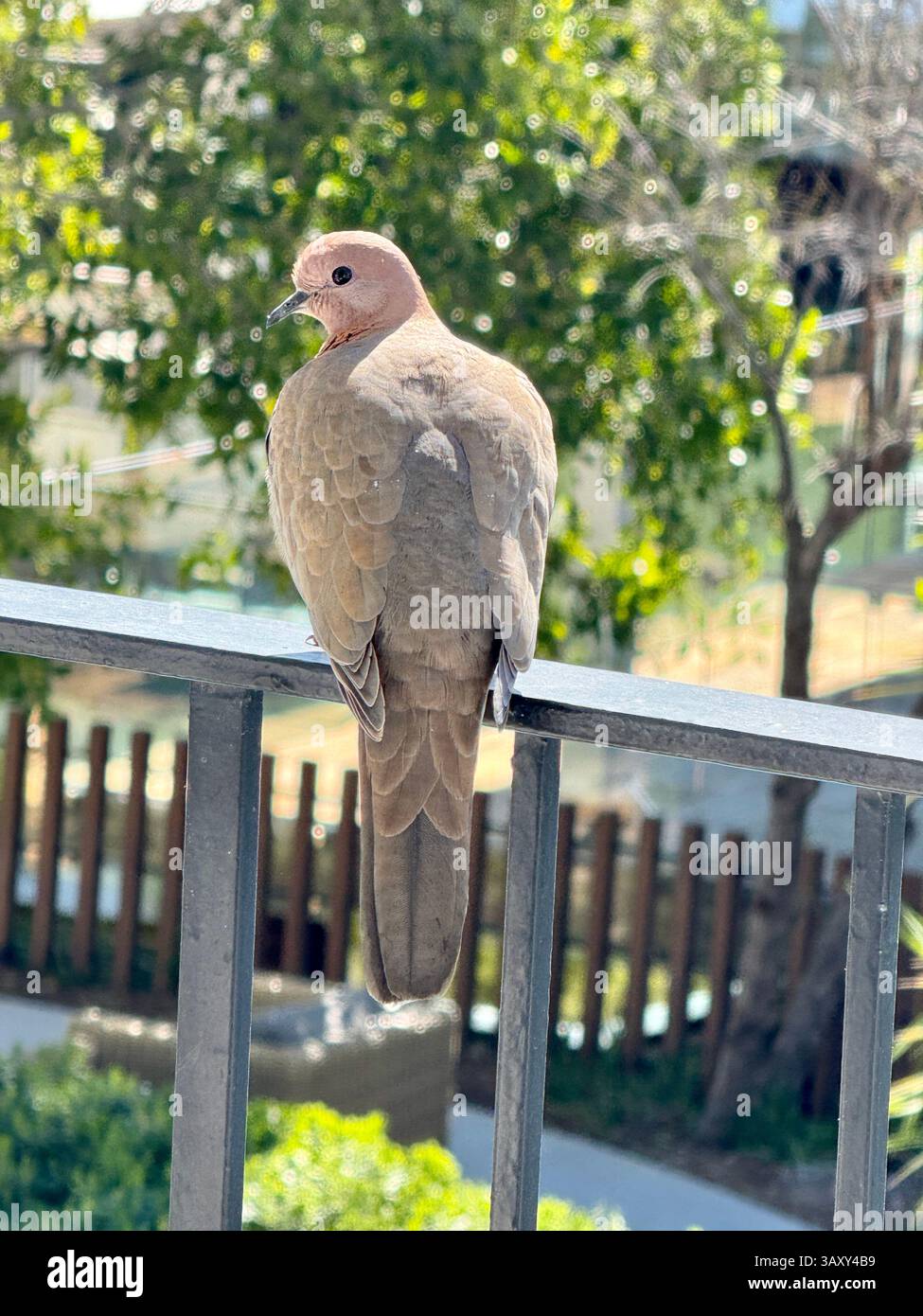 Portrait of a Laughing Dove Spilopelia senegalensis. - Smartphone Captured Stock Image