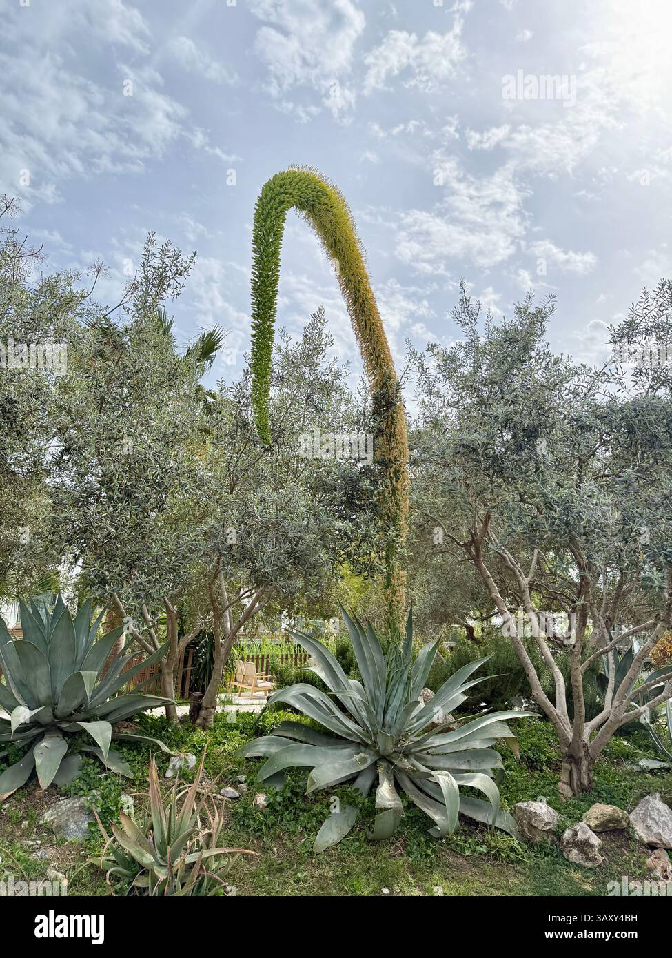 Arching Foxtail agave, also known as 'century plants', flower emerging from the centre of the plant. - Smartphone Captured Stock Image