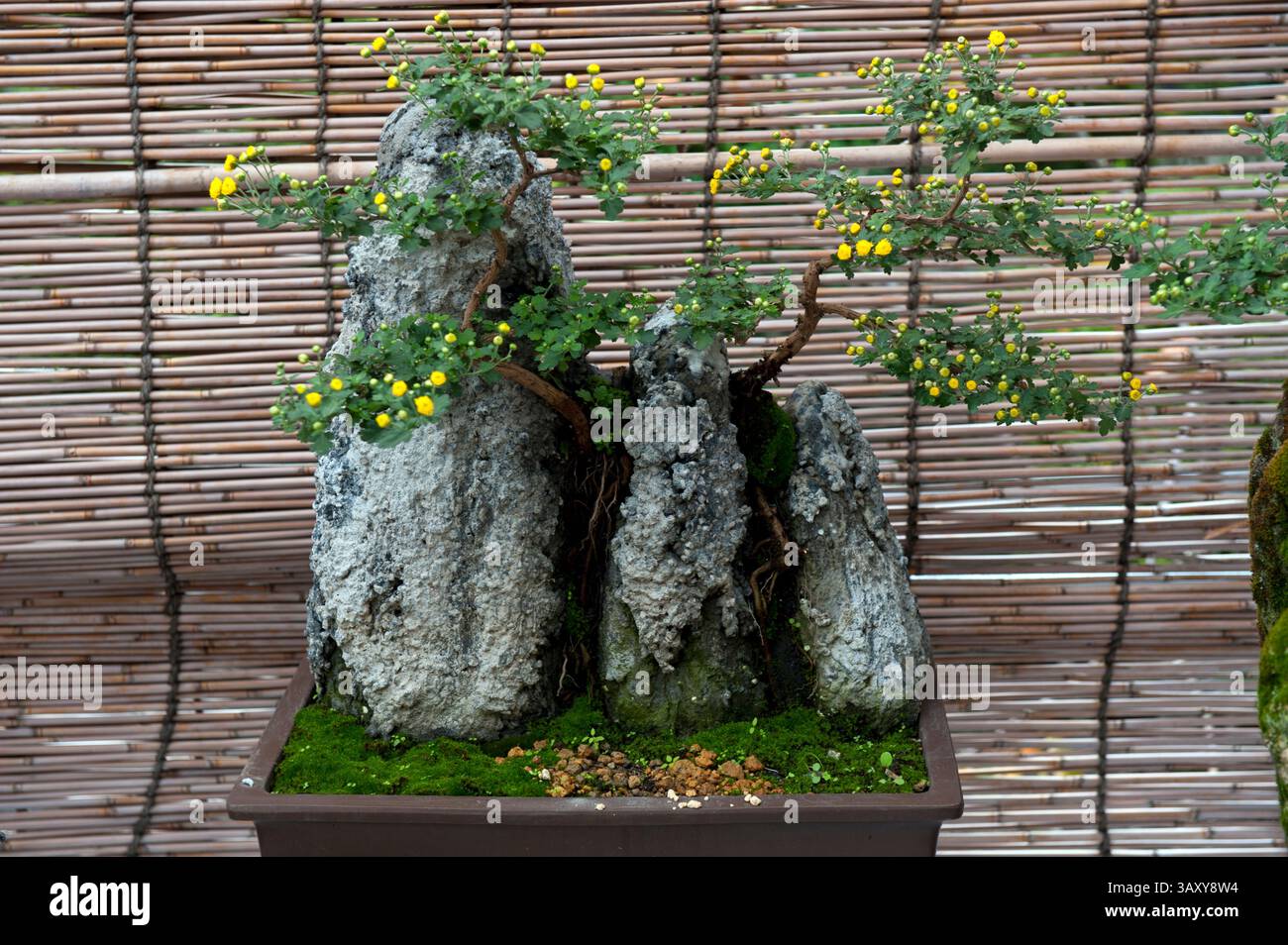 Ishi hi-res stock photography and images - Alamy