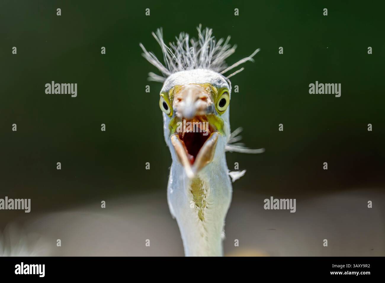 Orlando Florida USA 21st Apr 2025 An Egret Cools Off In The Orlando florida usa 21st apr 2025 an egret cools off in the