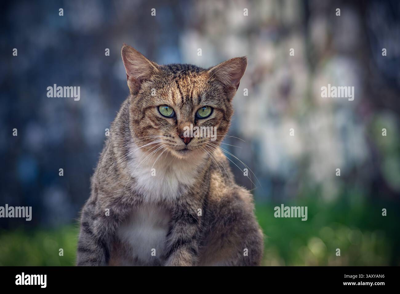 A frontal portrait of a tabby cat looking directly into the camera, set against a moody bokeh background of blues and greens. Stock Photo