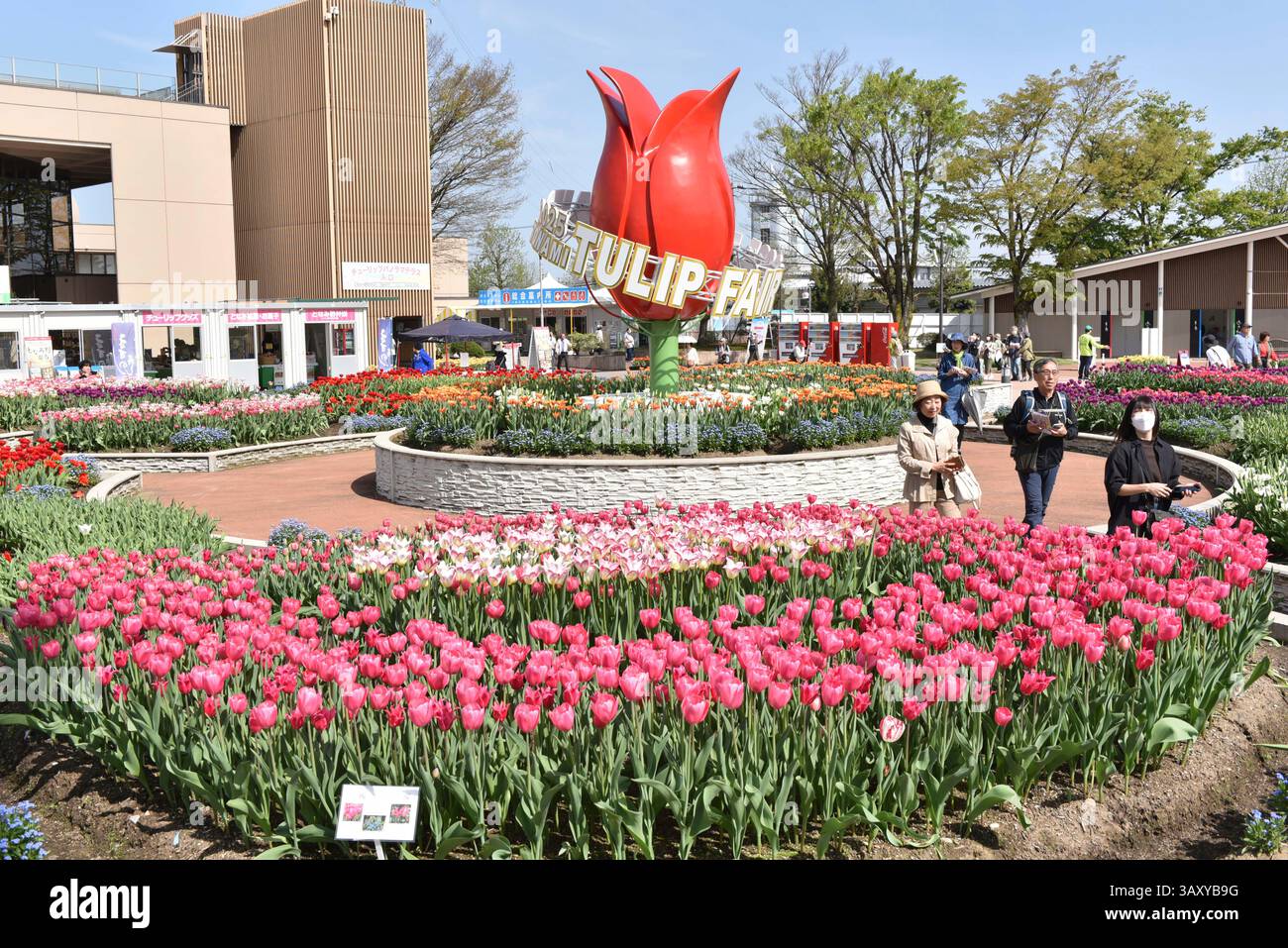 Tonami tulip fair starts in Tonami City, Toyama Prefecture on April 22 ...
