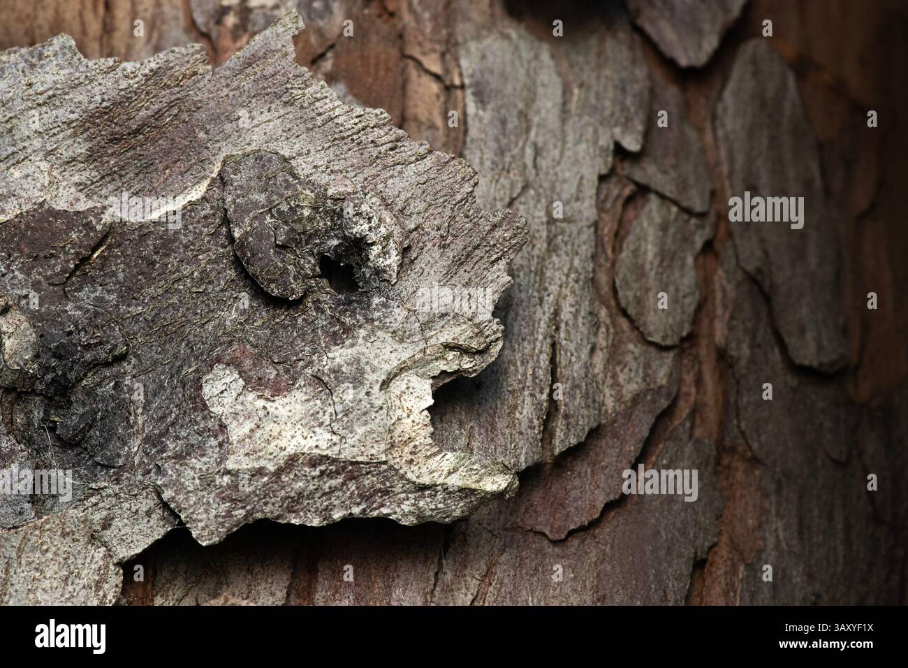 Monwane Tree The Outeniqua Yellowwood tree, scientifically known as Afrocarpus ...