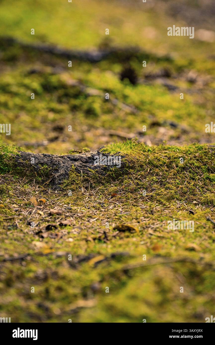 Close-up of moss-covered forest floor in natural light, Calw, Black Forest, Germany, Europe Stock Photo