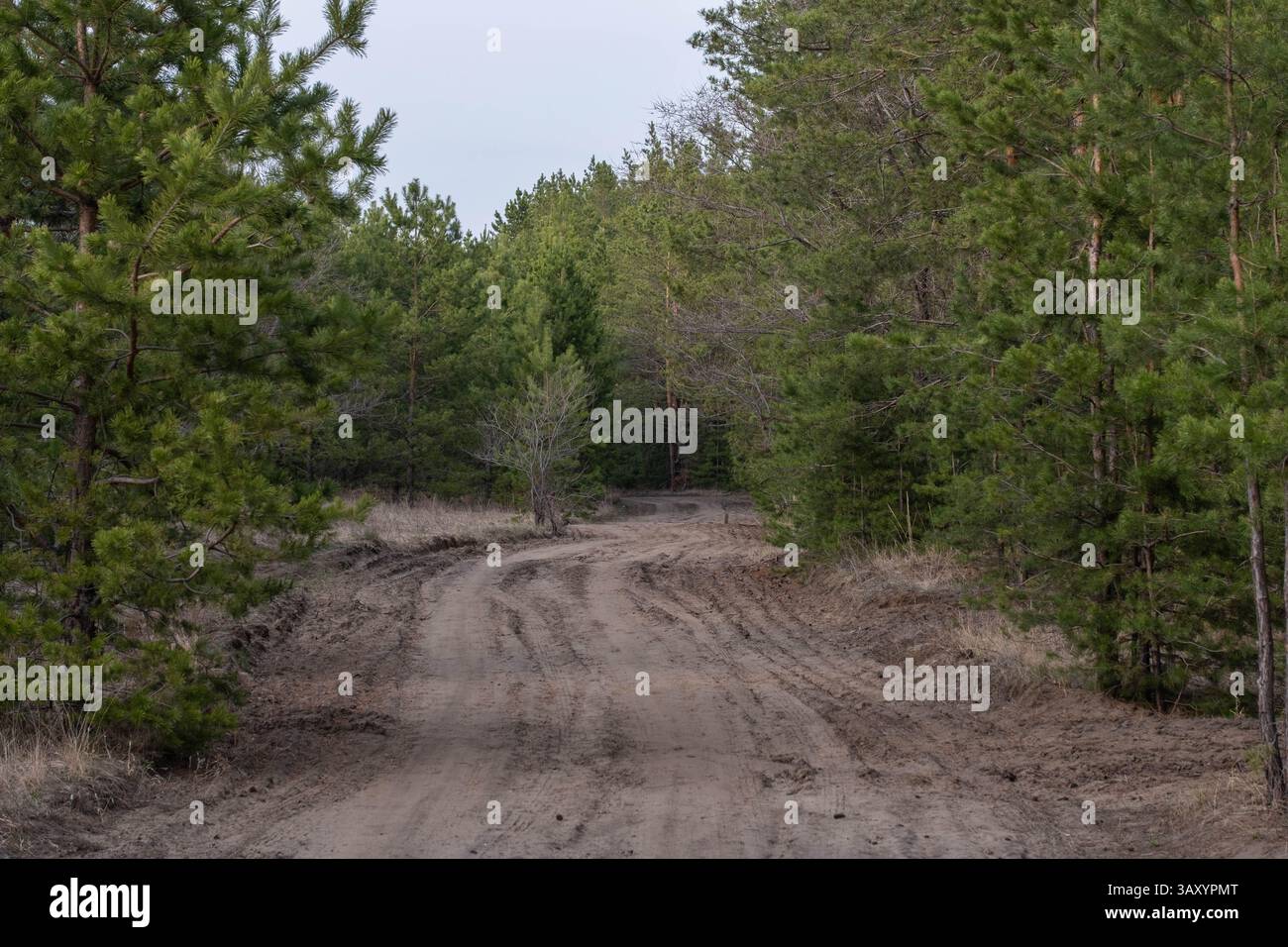 Rural road in spring pine forest Stock Photo