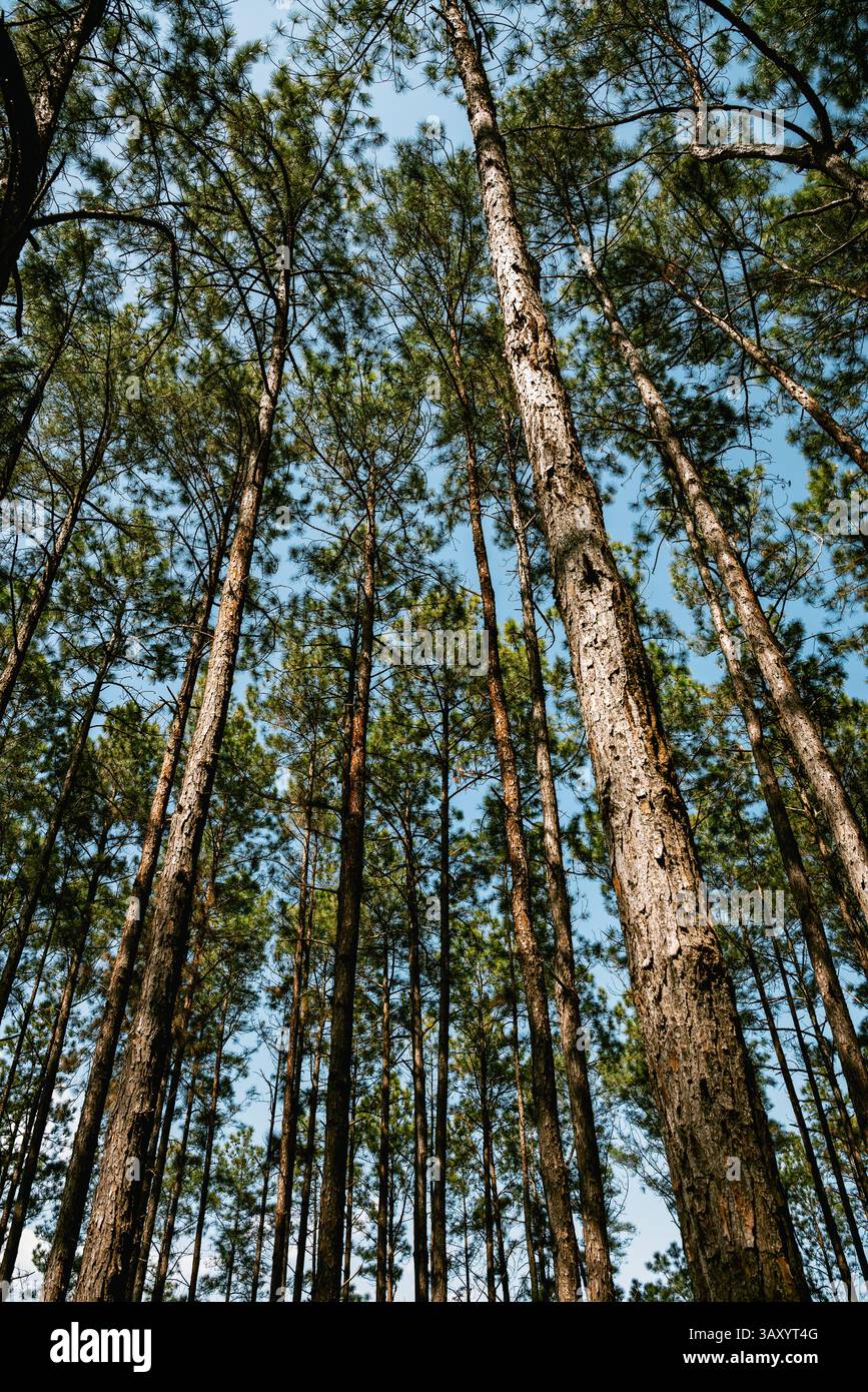 Vertical view dense pine hi-res stock photography and images - Alamy