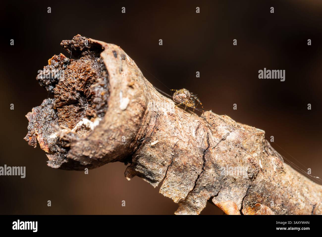 A Metellina merianae spider perched on a branch, displaying its ...