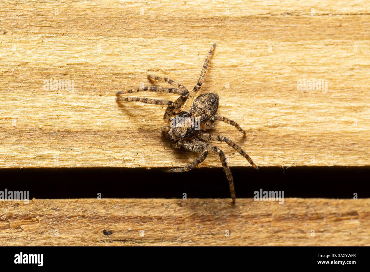Philodromus species spider on wood surface, blending into its ...