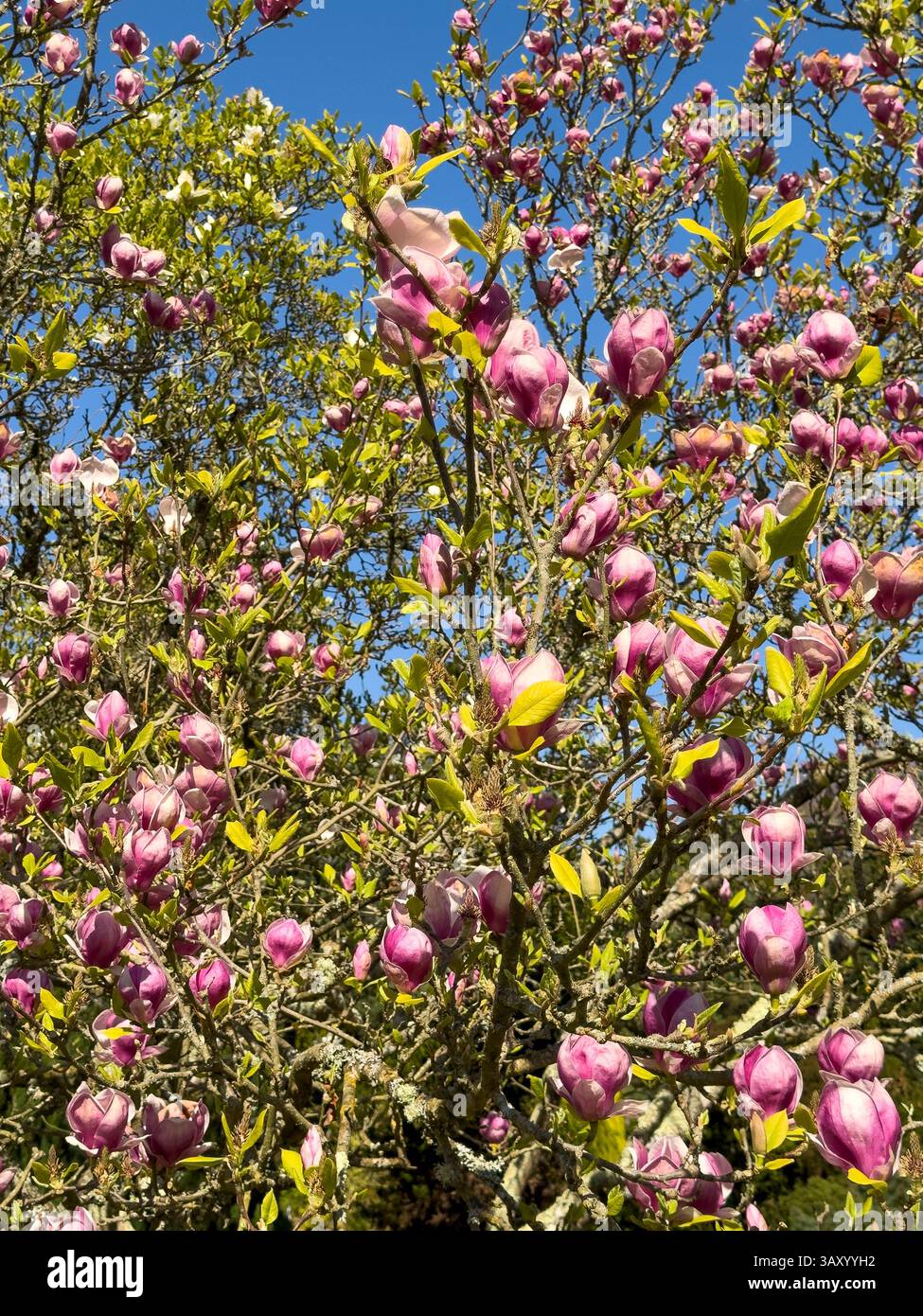 Hampshire England UK.  09.04.2025. Magnolia tree in full bloom in early Spring. Stock Photo