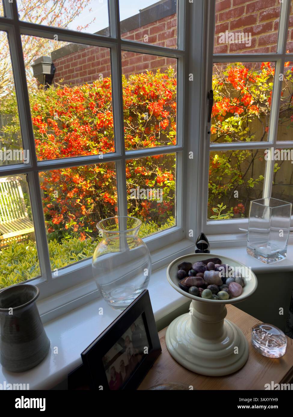 Hampshire England UK. 17.08. 2024. Japonica flowering covers neighbours brick wall showing visual obstruction from house next door. Stock Photo