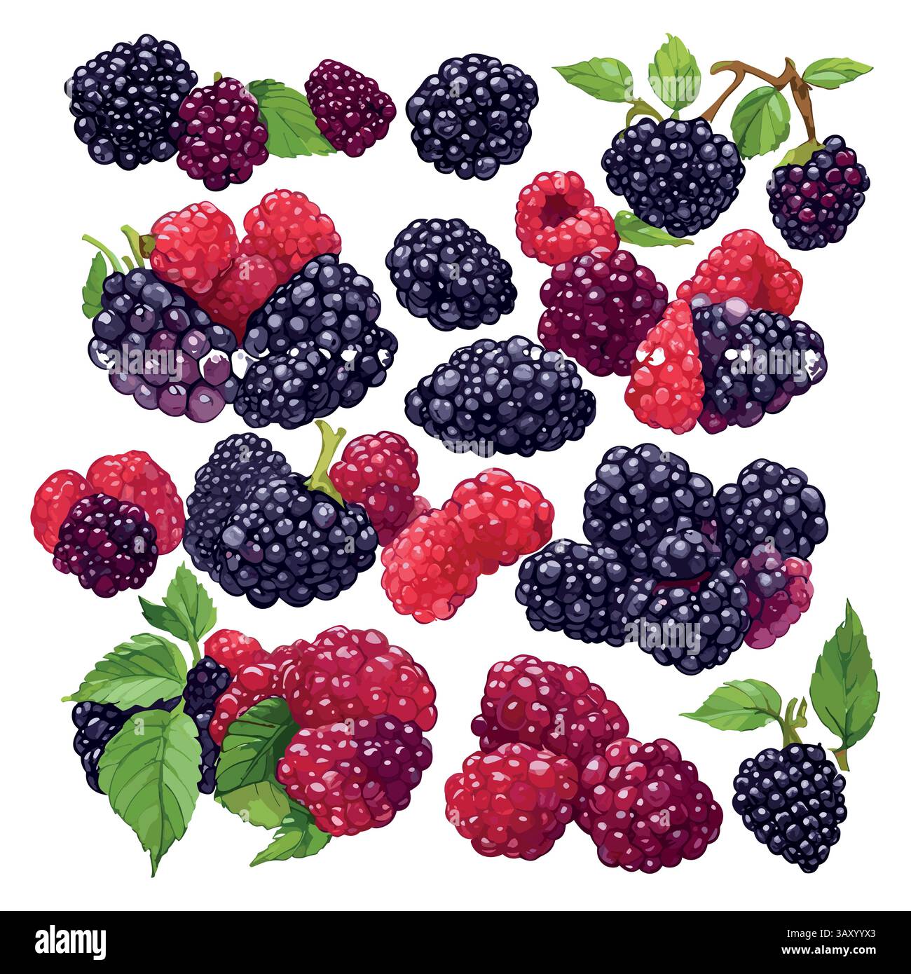 boysenberry vector pattern on white background Stock Vector