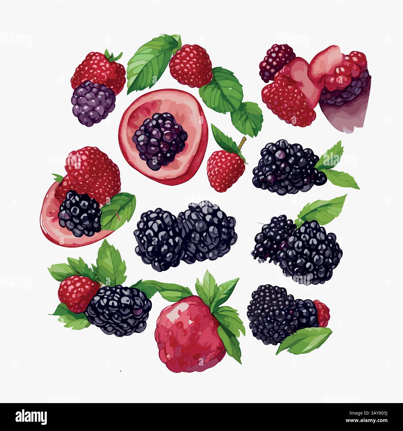 boysenberry vector pattern on white background Stock Vector