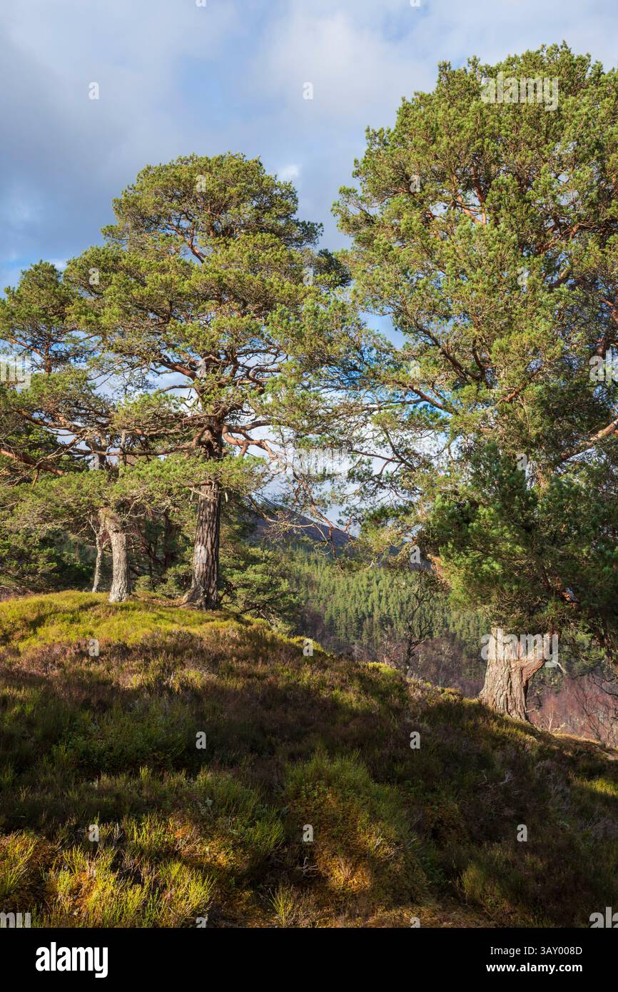Caledonian pine tree woodland hi-res stock photography and images - Alamy