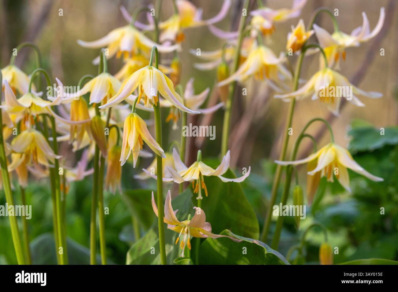 Erythronium, garden flower Stock Photo
