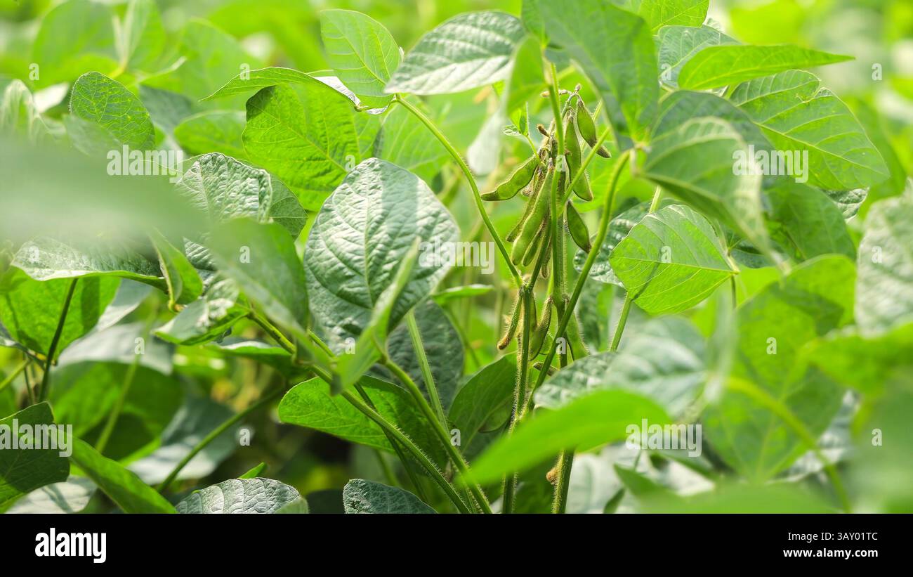 Green soybean plants detailed hi-res stock photography and images - Alamy