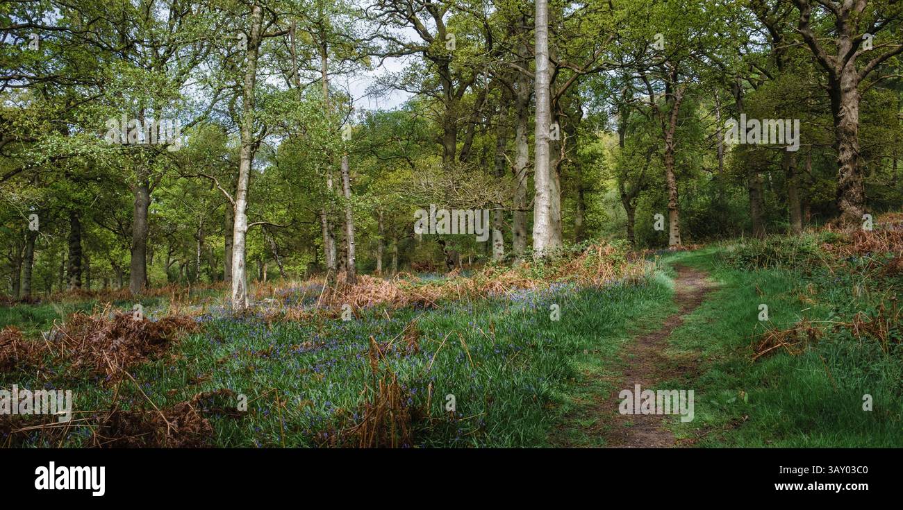 Lush green Spring growth in a Warwickshire woodland with bluebell flowers breaking through the grass and the tree canopy starting to burst to life. Stock Photo