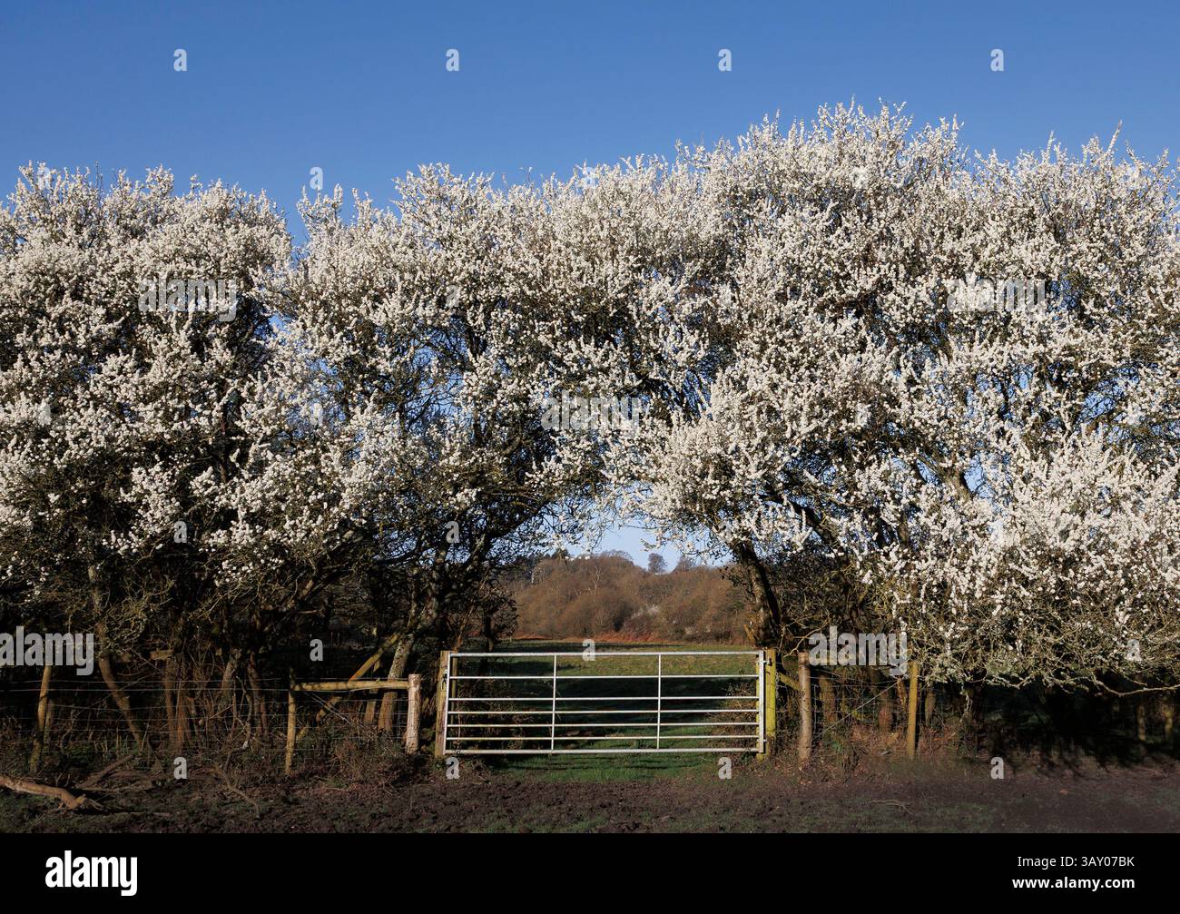 Blackthorn trees in full spring blossom forming a natural arch over a metal farm gate in the New Forest countryside under a clear blue spring sky Hamp Stock Photo
