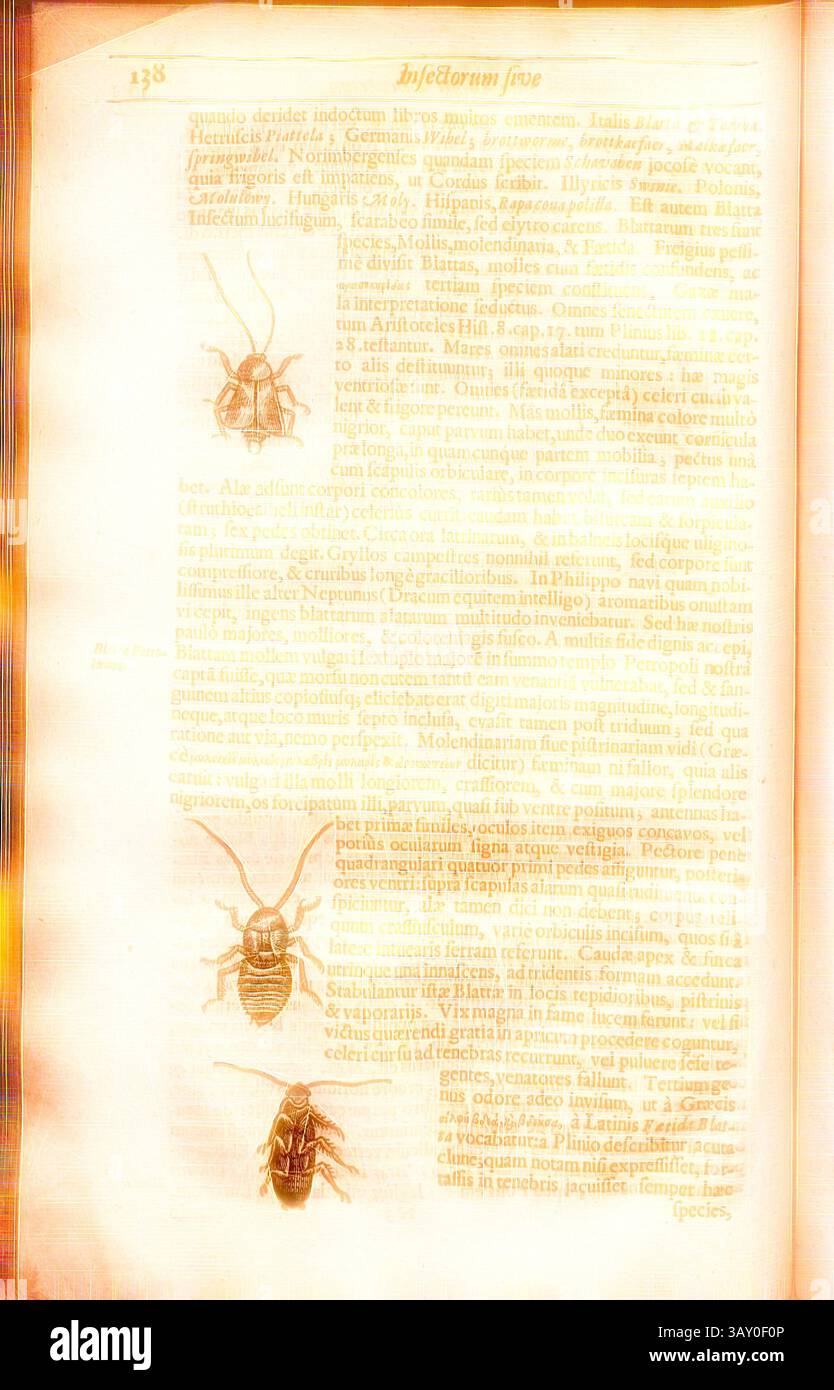 An aged page displaying an illustrated depiction of various insects, adorned with scientific annotations and descriptions in Latin. The intricate details highlight different species, emphasizing their unique characteristics., Blatta 1, Cockroaches or Cockroaches, p. 138, 1634, Thomas Moffet, Edward Wotton, Konrad Gessner, Thomas Penny: Insectorum sive minimorum animalium theatrum: olim ab Edoardo Wottono. Conrado Gesnero. Thomaque Pennio inchoatum: tandem Tho. Moufeti Londinatis opera sumptibusque maximis concinnatum auctum, perfectum [....]. Londini: ex officina typographica Thom. Cotes et ve Stock Photo