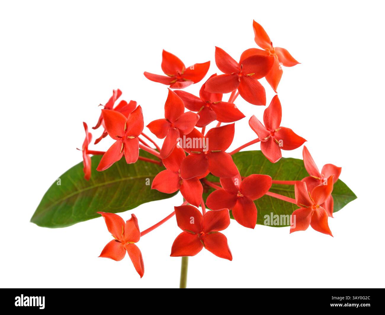 Jungle geranium flowers bunch isolated on white Stock Photo - Alamy