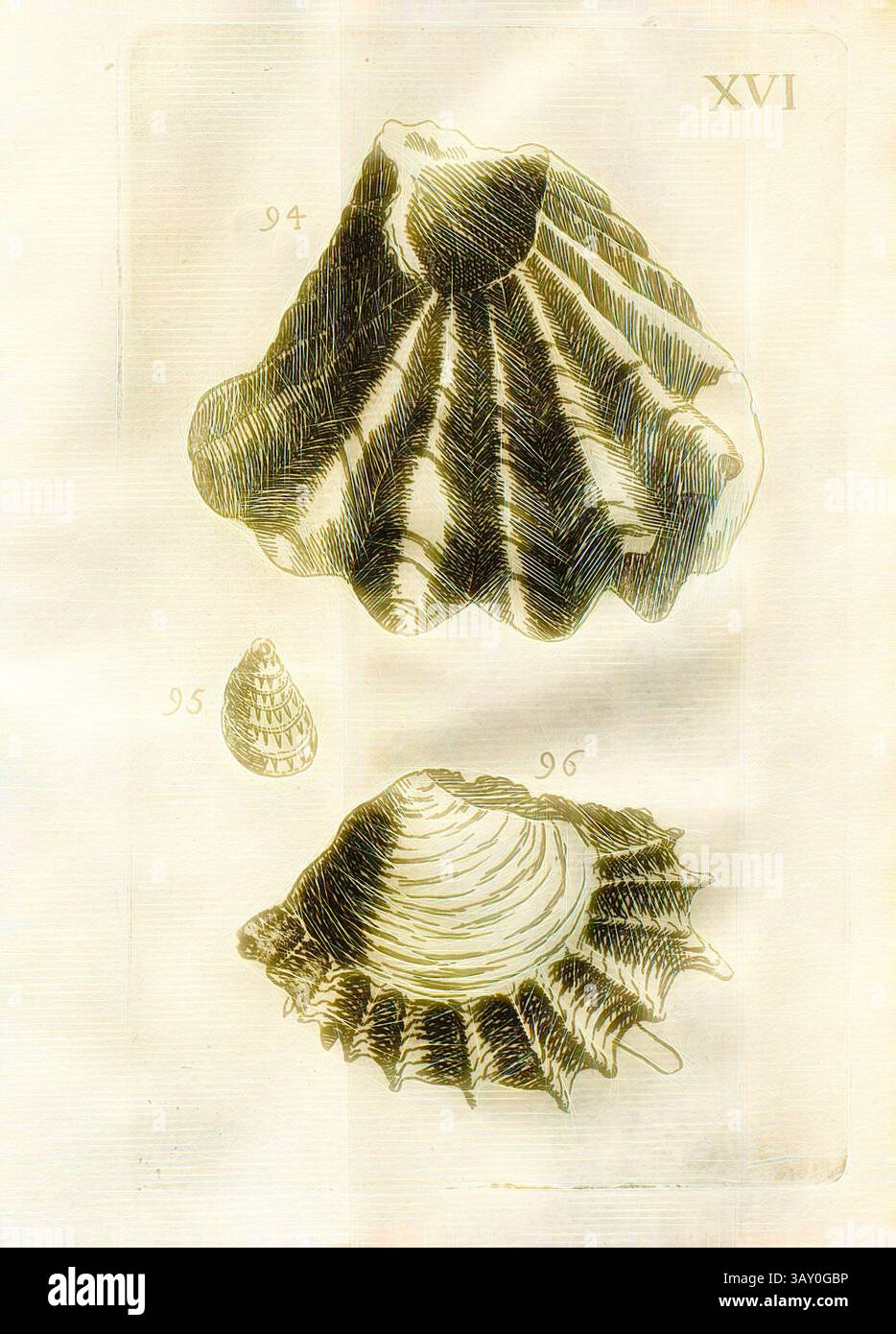A detailed illustration of two distinct shells, showcasing their unique ...